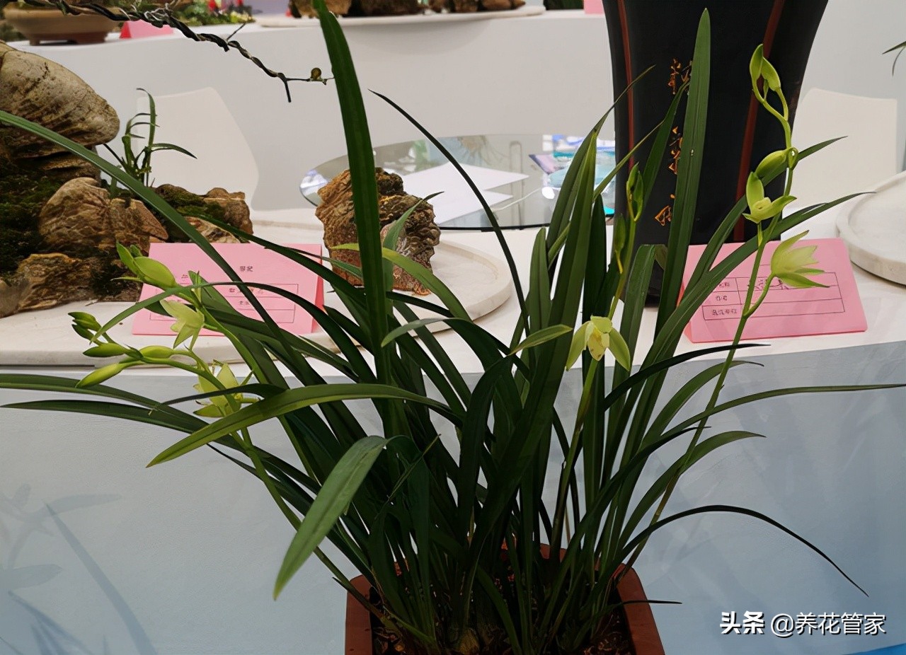 兰花文心兰粉色的开花有香味吗,兰花开花怎么没有香味