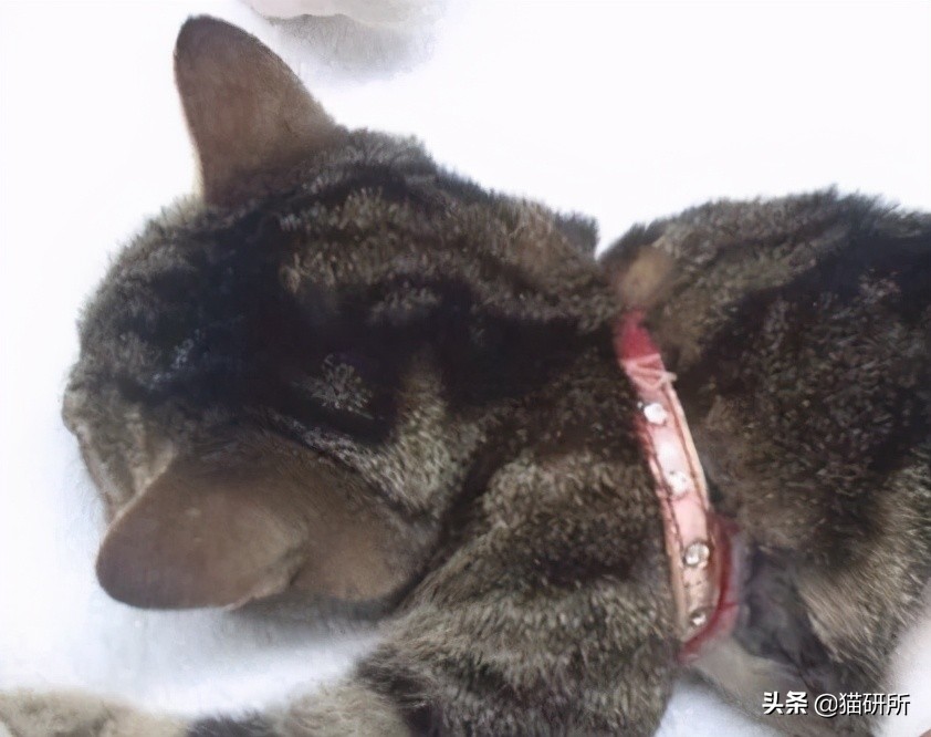猫咪项圈对猫咪有危害吗,猫项圈给猫咪带来的危害