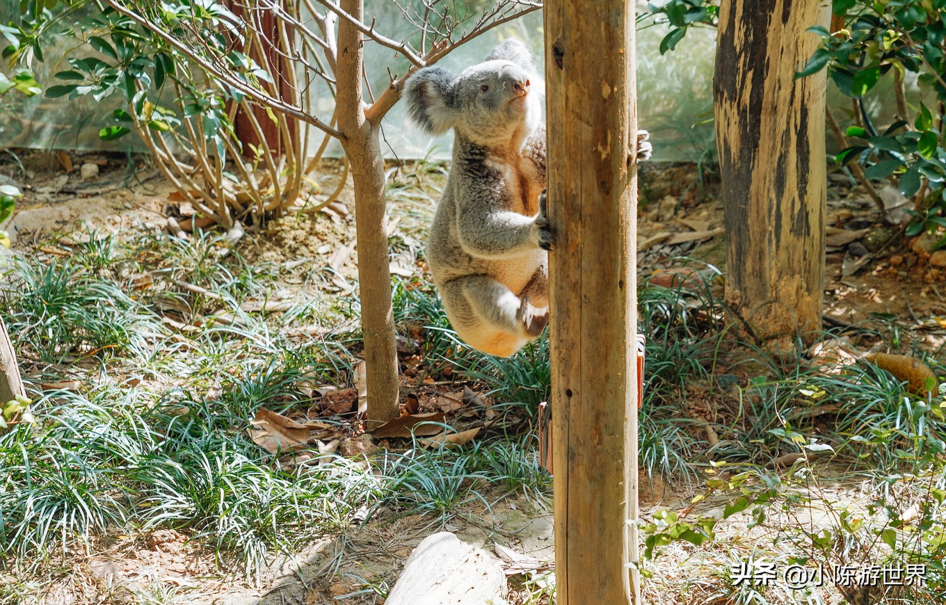 寒假广州长隆三天两夜亲子游攻略,带孩子广州长隆旅游攻略