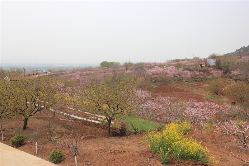 枣庄峄城仙人洞桃花节,峄城仙人洞桃花节直播
