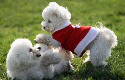 比熊以前没泪痕现在有怎么回事,比熊泪痕严重怎么解决