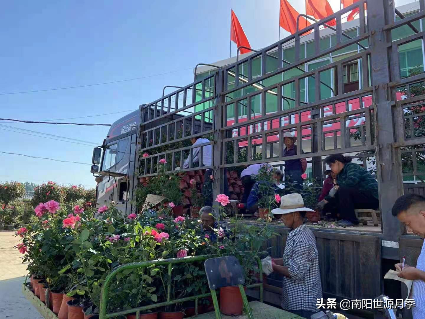 牛气河南,南阳月季基地简介