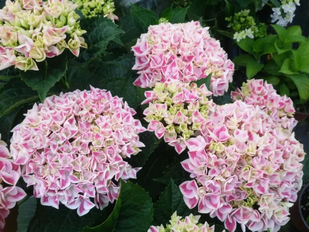 一加仑绣球长几年能长大,绣球扦插苗如何让其快速长大