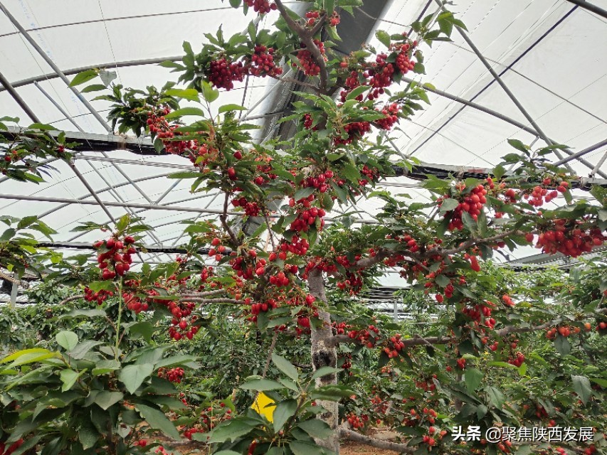 大棚樱桃成熟助农增收,樱桃采摘合作社助农增收