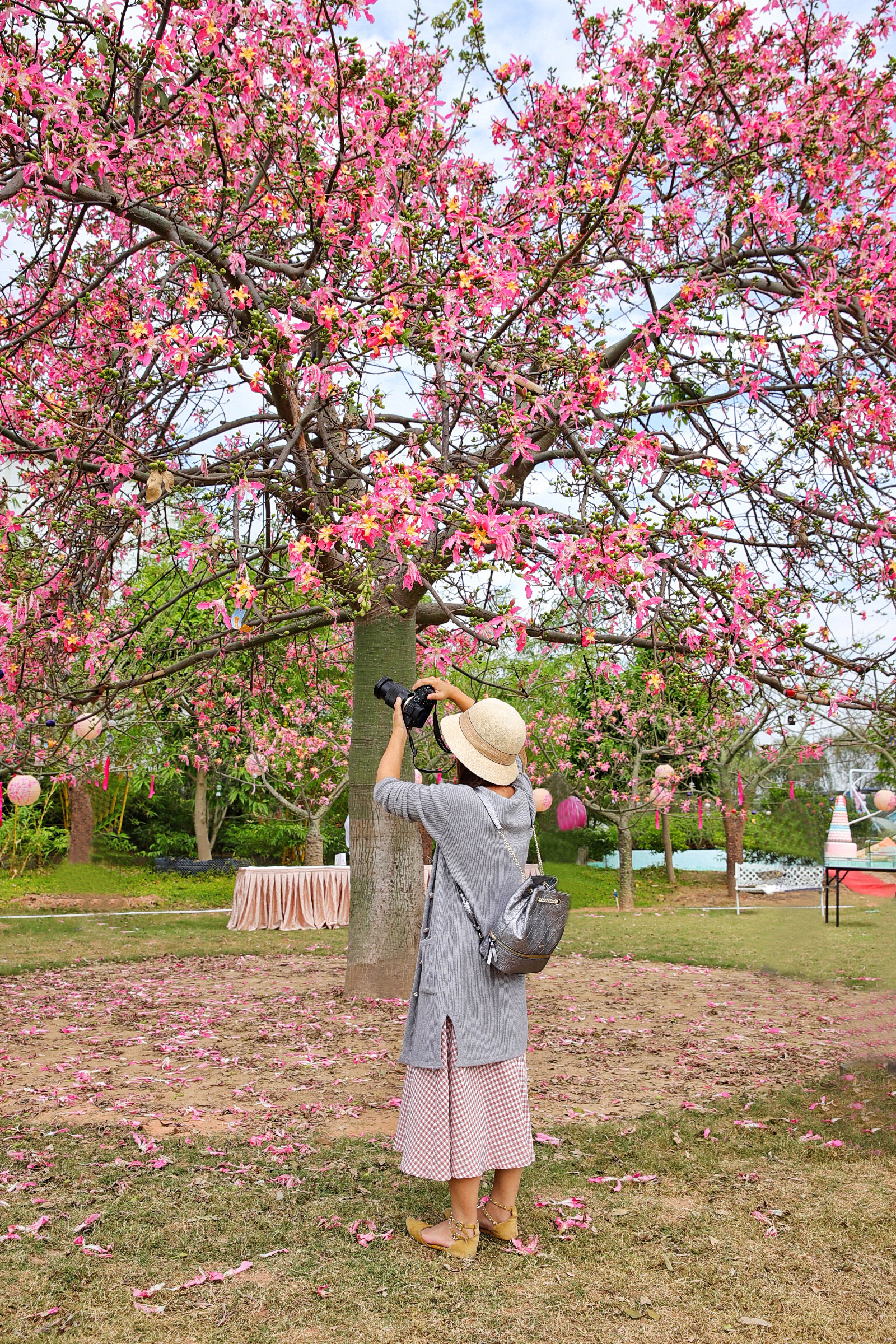 广州粉色浪漫花海,广东秋天粉色花海