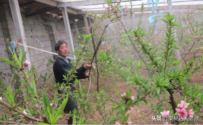 大棚桃树花期可以抹芽,大棚桃种植前景