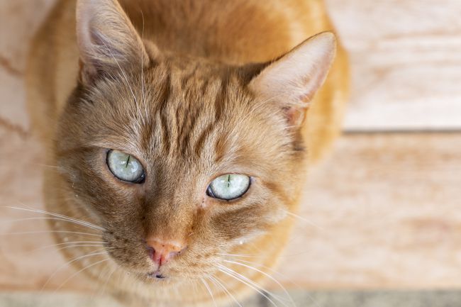 富士x-t100微单,富士x-t100摄影作品