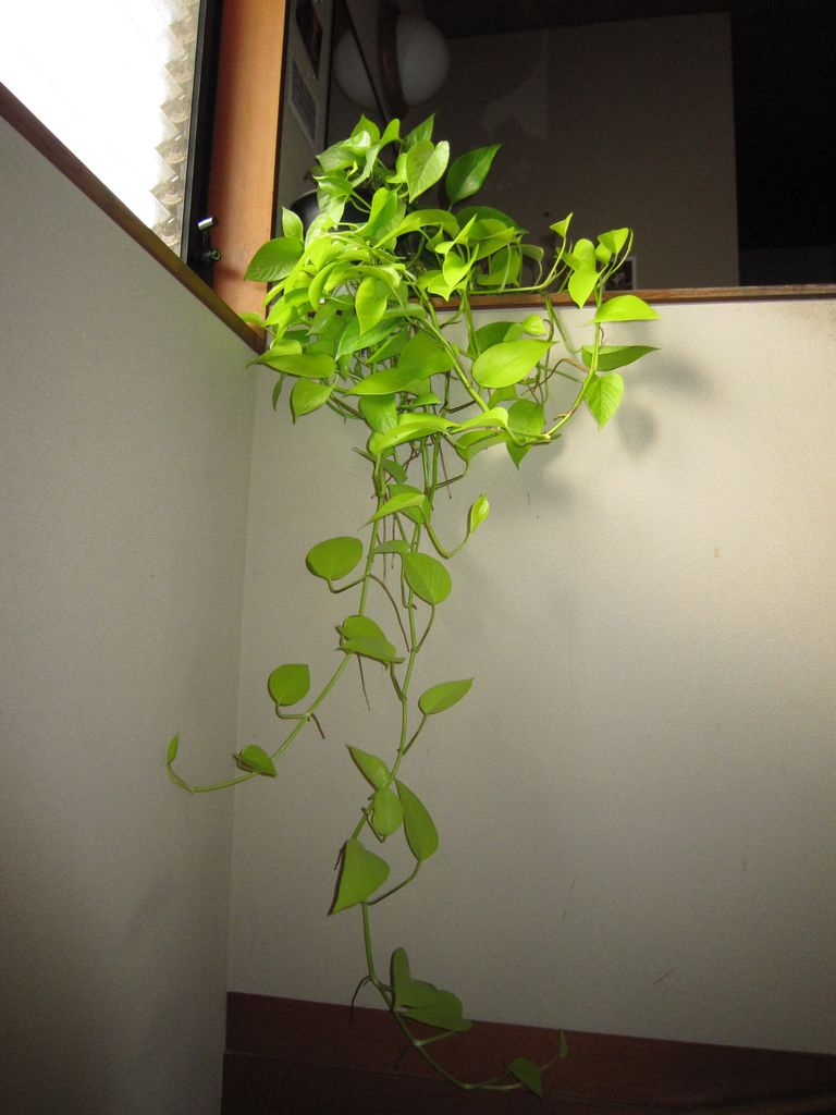 绿萝喜阴还是喜阳光好养些,绿萝喜阳还是喜阴喜干还是喜湿