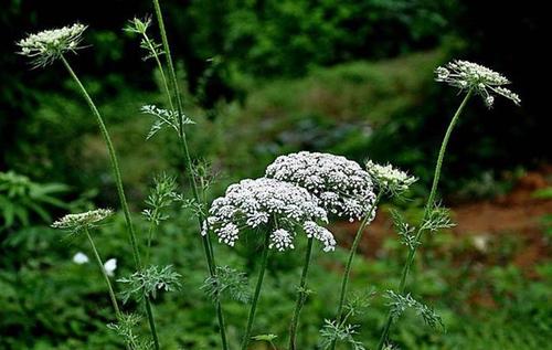 赛金莲的功效与作用,赛金莲这产品可信吗