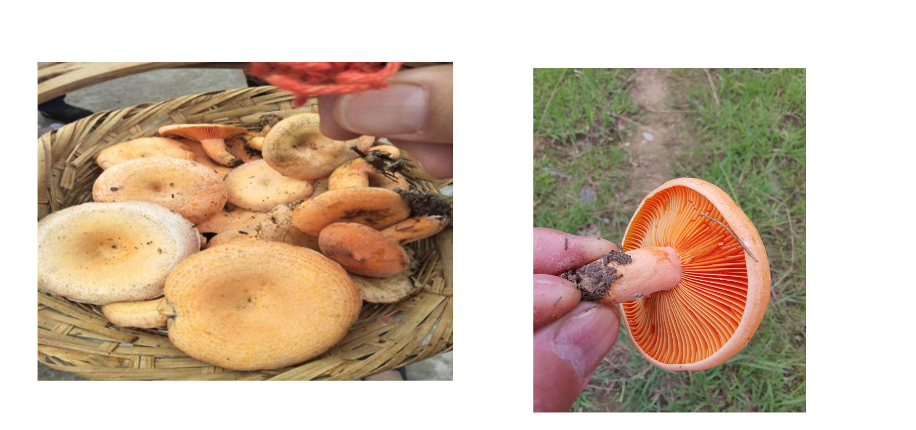 云南可食野生菌品种大全图片,海南常见的几种可食野生菌