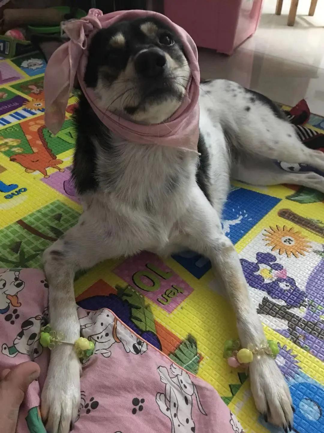 男生猛犬穿女装,男生细狗穿女装