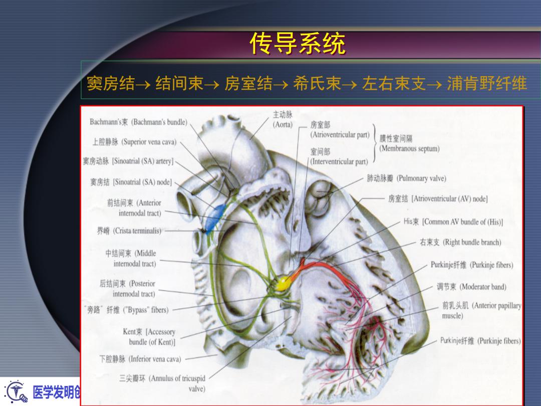 麻醉手术常见心律失常处理,麻醉引起心脏骤停原因