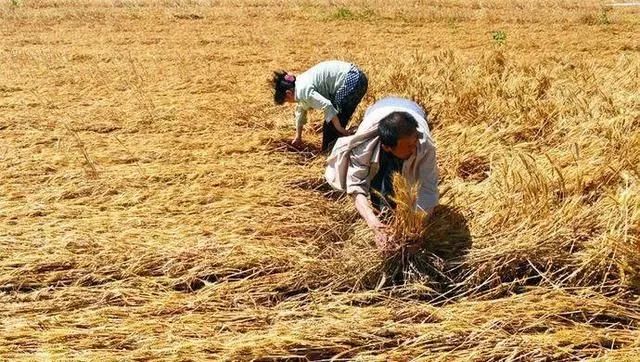 山东菏泽农村到底富不富,山东菏泽的农村现在怎么样