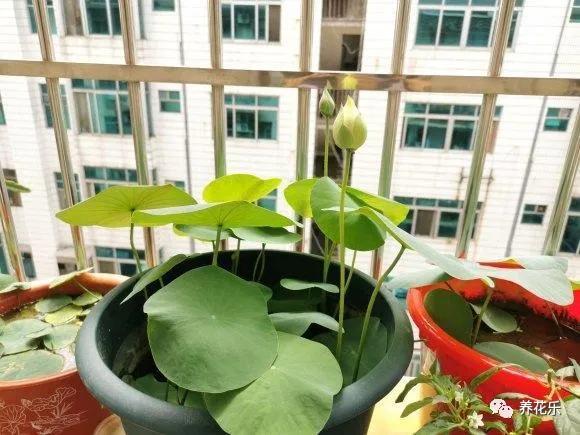 碗莲种子栽种一年没开花,碗莲种子光在水里不放土能开花吗