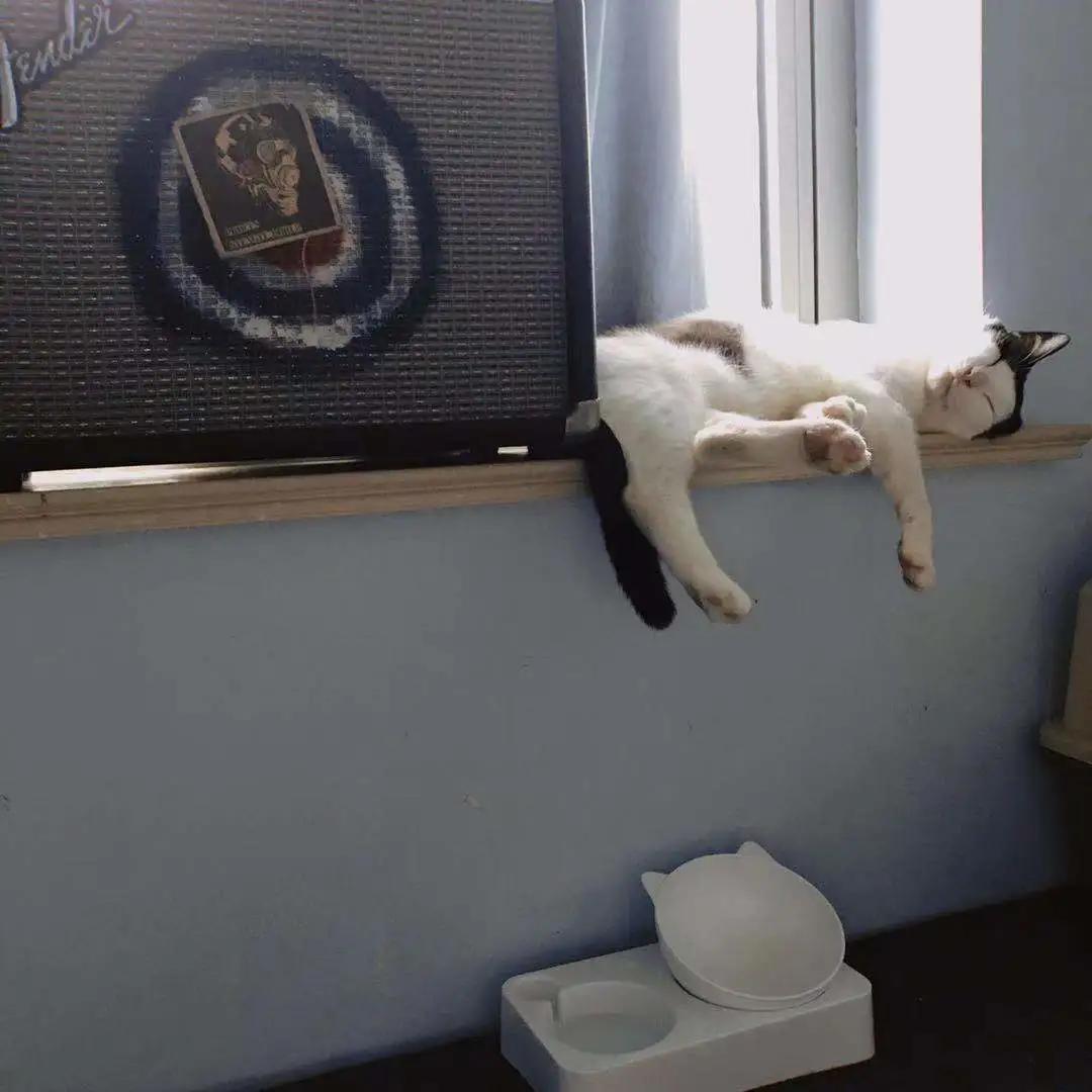 猫咪爪垫红肿怎么办,猫咪的爪垫会蜕皮吗