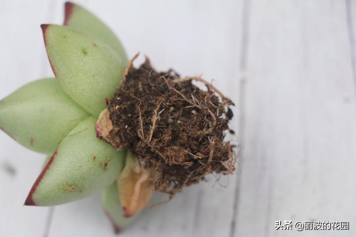 普通多肉怎么选花盆种植,初学者种植多肉技巧