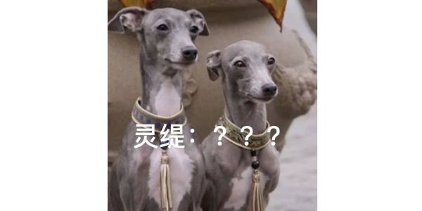 狗狗为什么胖不起来,狗狗长胖不长高咋办