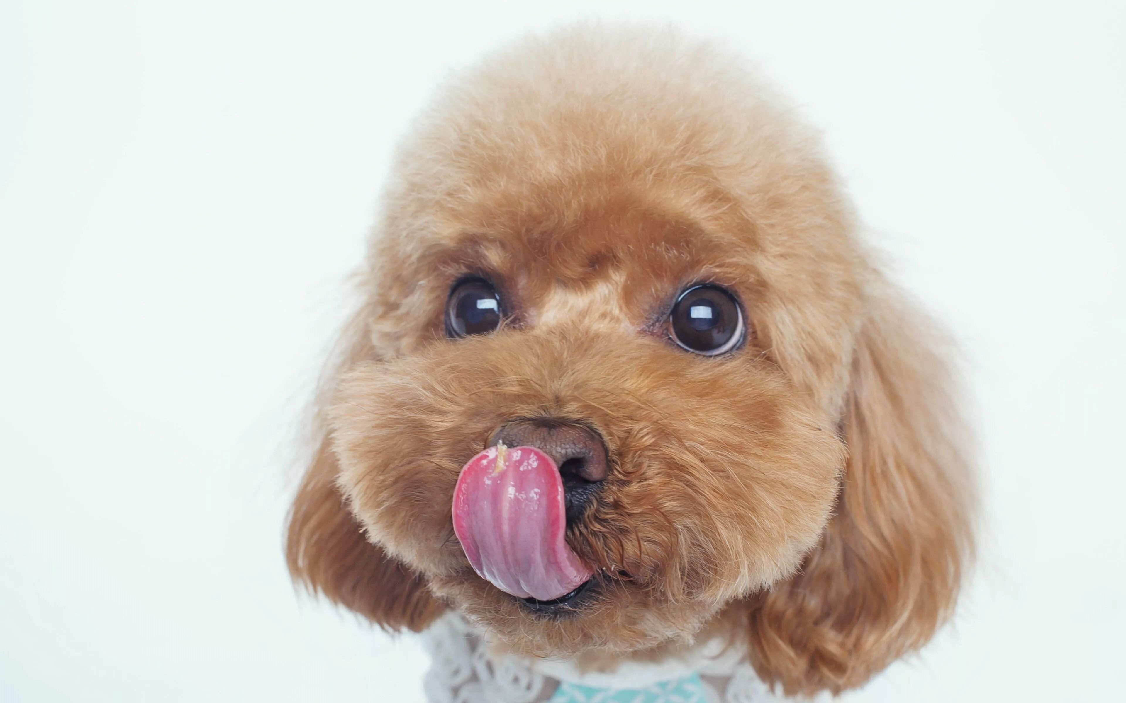 你还在给你家狗狗吃冻干粮吗,你还在给狗狗吃火腿肠吗