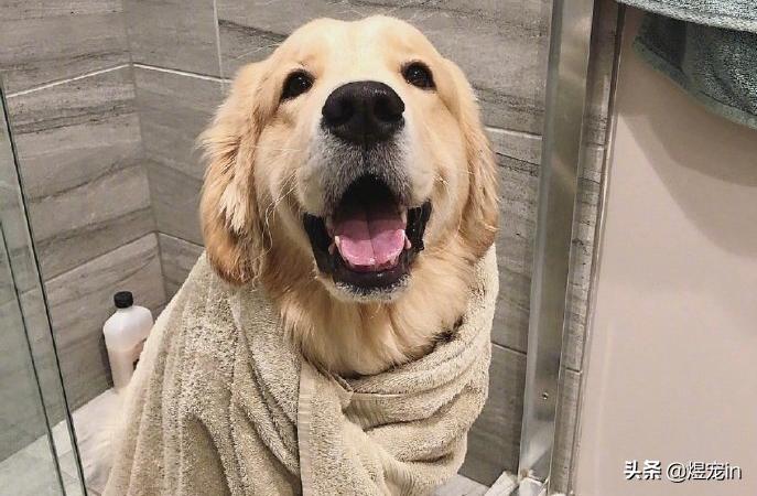 金毛舌头红红的怎么回事,金毛狗狗脚毛变红怎么回事