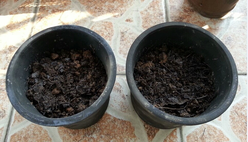 君子兰种子可以用椰糠培育吗,干透的君子兰种子怎样播种