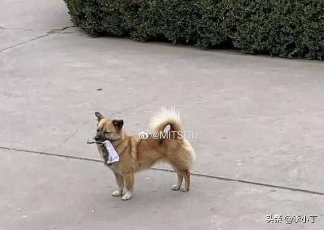 全网通缉的两条狗,全网通缉的狗