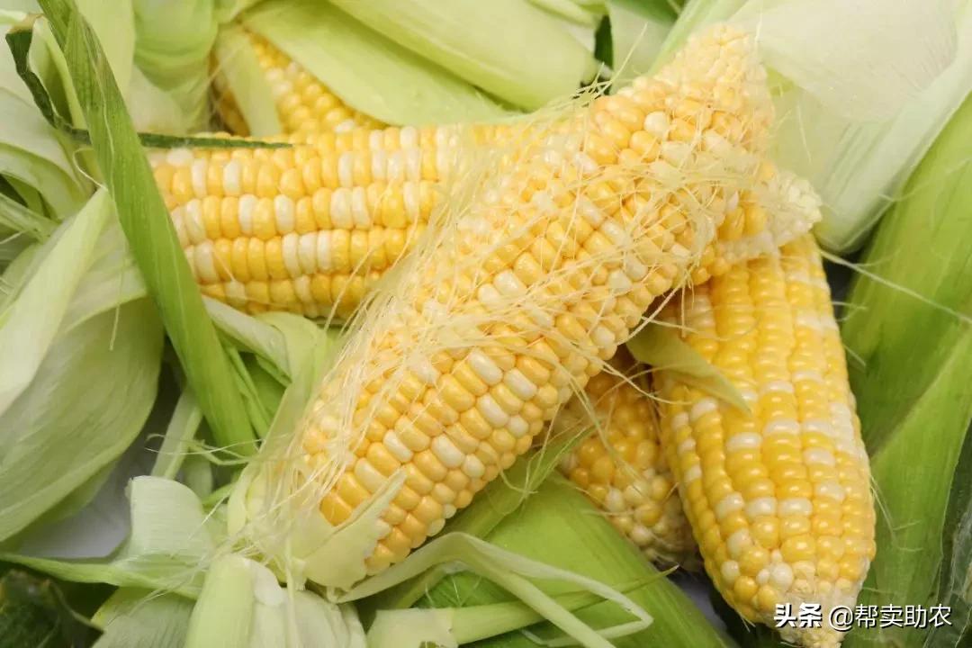 正宗爆浆水果玉米,甜脆水果玉米爆浆