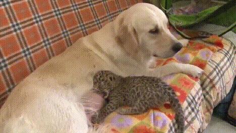 跨越种族的母爱小狗和小猫,跨越种族的母爱狗狗救小猫