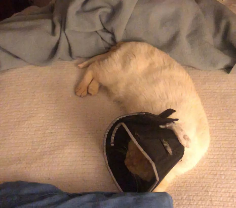 猫咪疯狂啃咬尾巴至出血，诊断后竟是得了抑郁症…