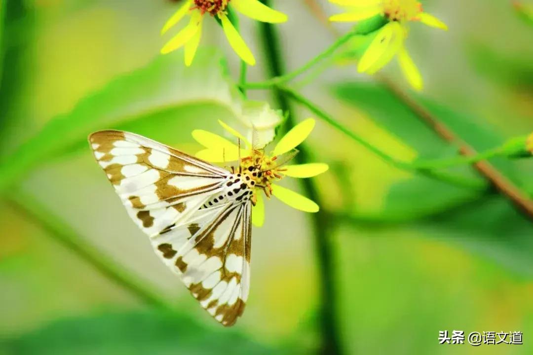 春分古诗词经典诗句,最美春分诗词