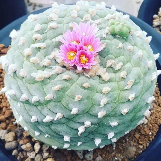 十大天价植物种子,十大顶级名贵植物