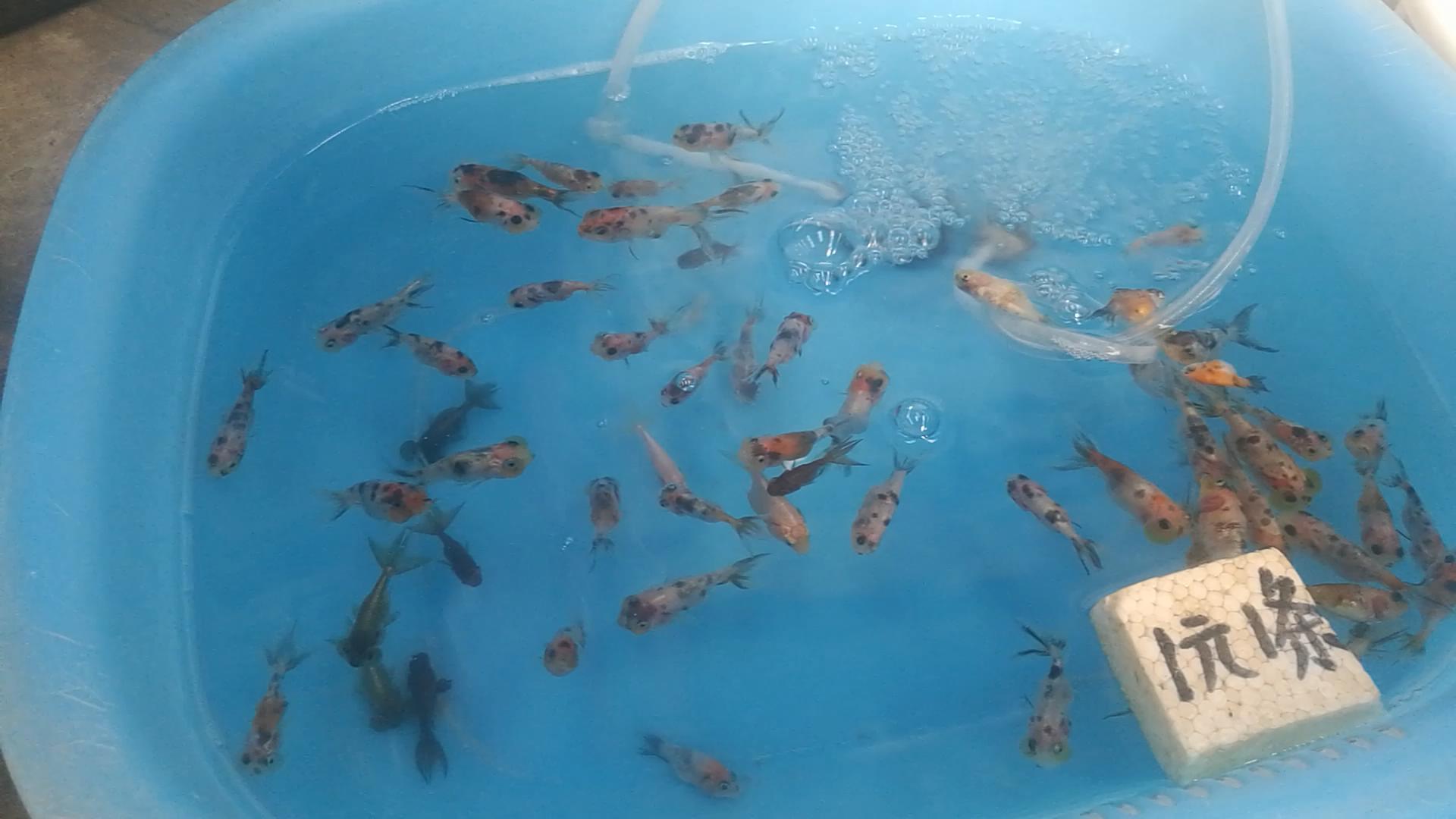 北京十里河鱼市，都说它拆了，我却看到了综合性的水族市场