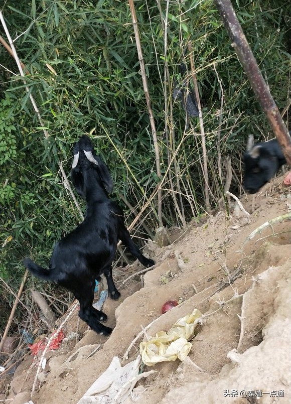 养羊创业代养模式,在农村养羊如何年入百万