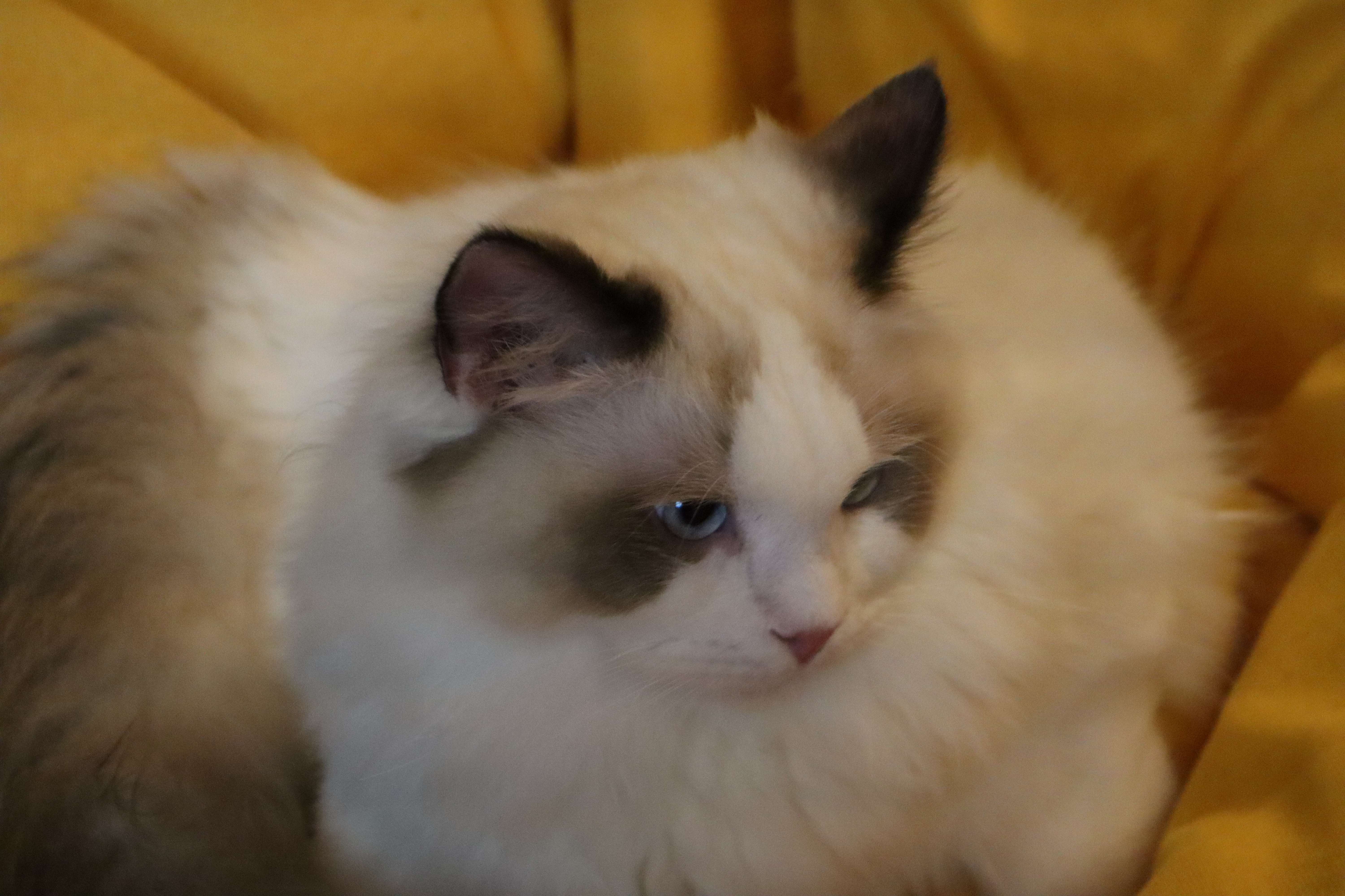 小猫不吃东西怎么办没精神,小猫不吃东西怎么办