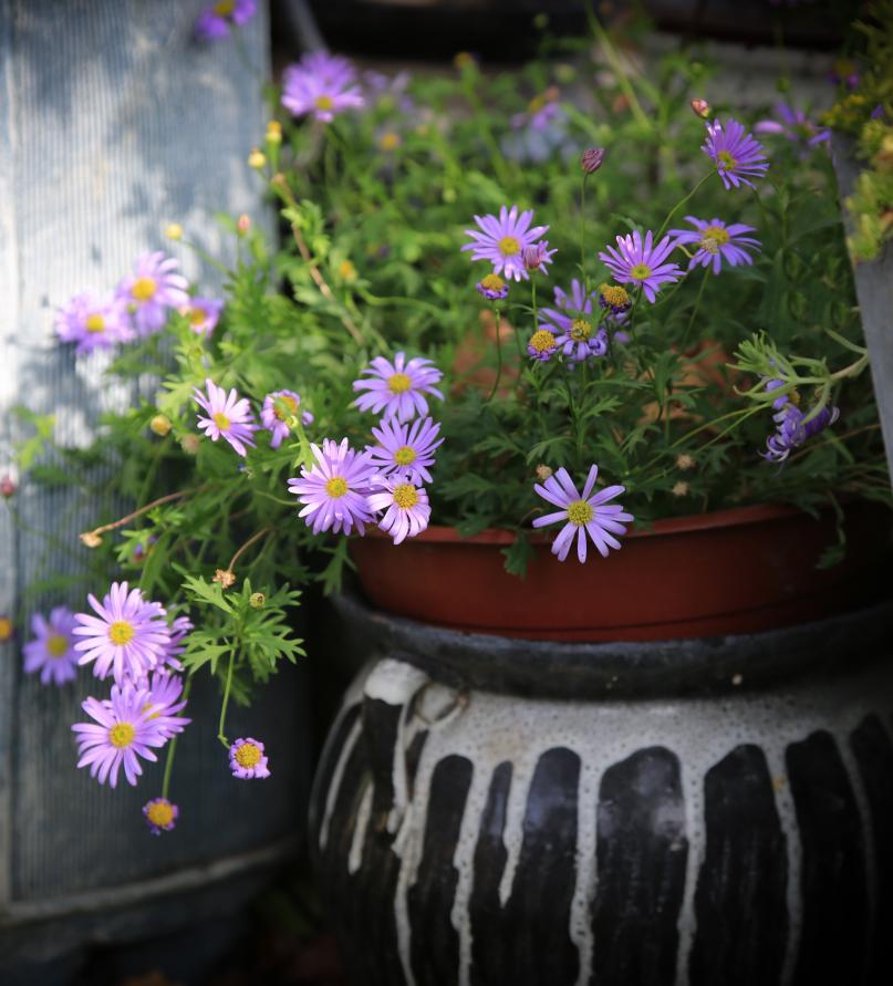 最美院子乡村,最美庭院农村轻奢