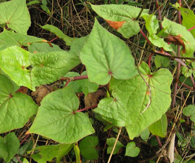 金荞麦四川怎么叫,金荞麦别名是不是土茯苓