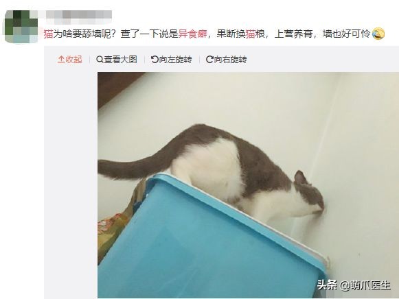 猫咪为什么好奇人类食物,为什么猫咪可以一直吃