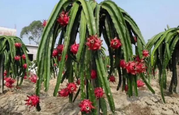 火龙果用什么肥料才能高产,火龙果树怎么种植才能高产