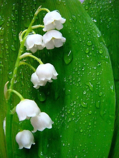 保证你没见过的新奇特植物 (令人大开眼界的植物世界)