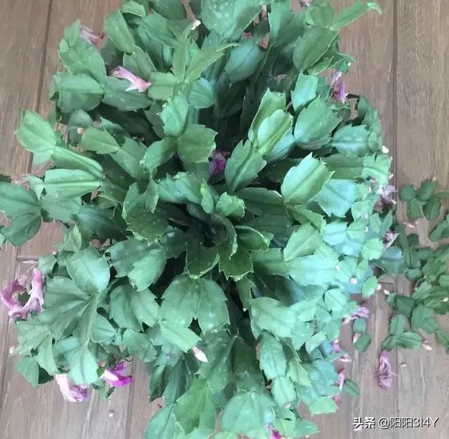 嫁接过后的蟹爪兰叶片打蔫,蟹爪兰扦插的叶片打蔫怎么办