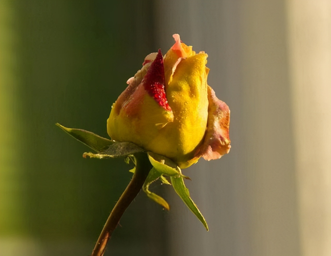 同居过女人心态是怎样的,不要对离过婚的女人有偏见