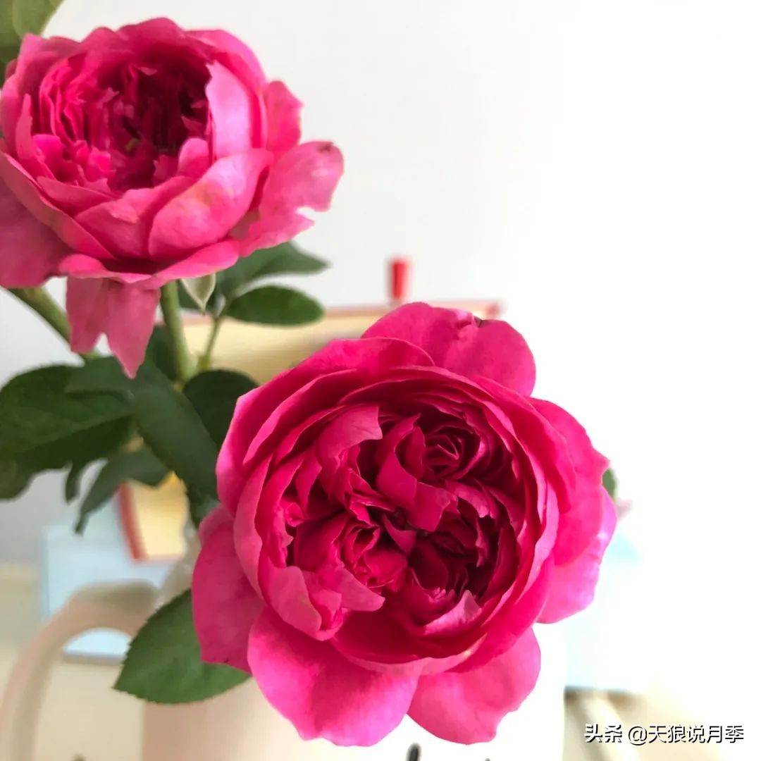 人家最美四月天，天狼自育终于打折了！15个品种供你宠信。