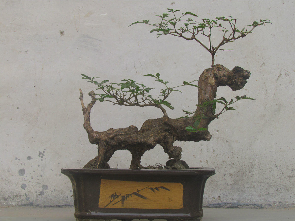 怎么打造黄金棍盆景,黄金棍盆景图片大全