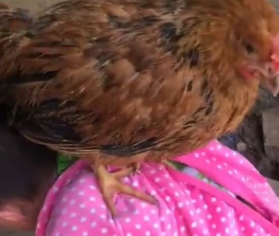 盘点萌娃被鸡欺负,萌娃被鸡“偷袭”蹬哭