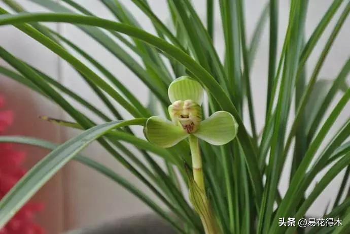 兰花原种老苗是什么,兰花组培和原种有什么区别