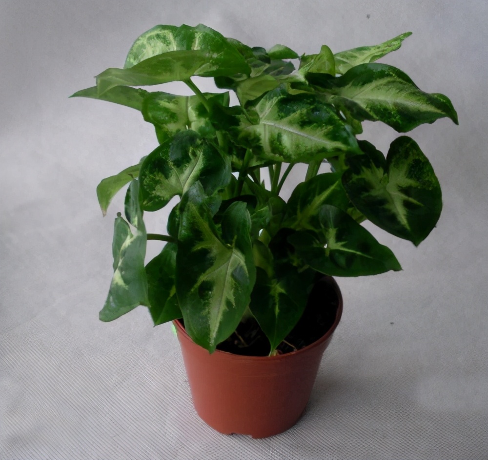 合果芋的养殖方法和注意事项,合果芋繁殖技巧后期怎么管理