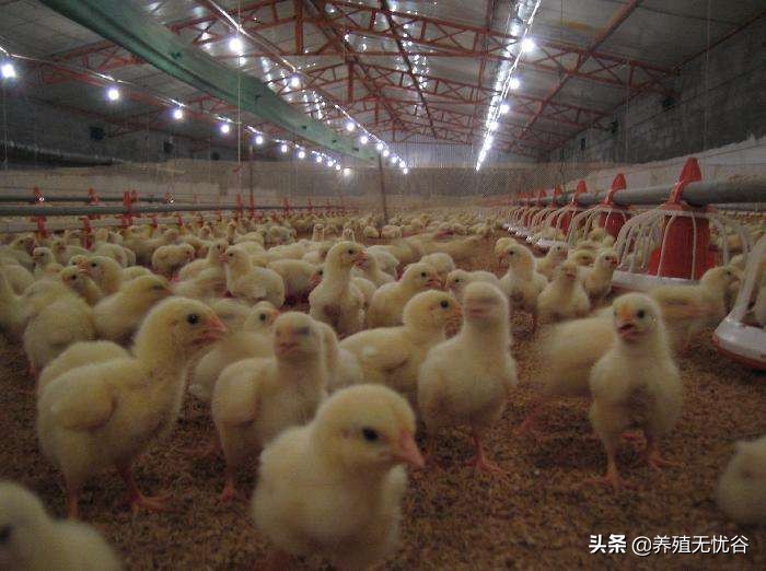 养鸡的基本功训练,养鸡手把手教学必修课第二章