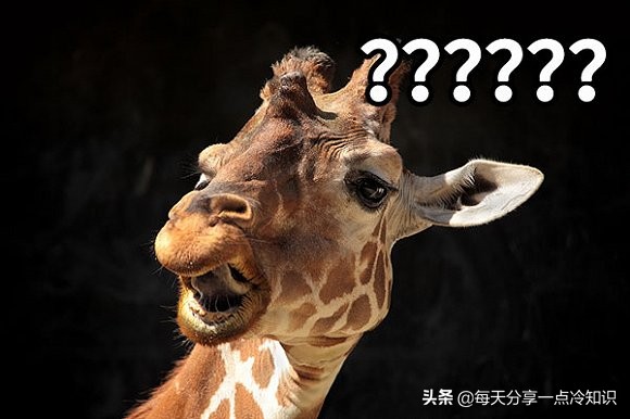 长颈鹿动物冷知识,长颈鹿有趣冷知识