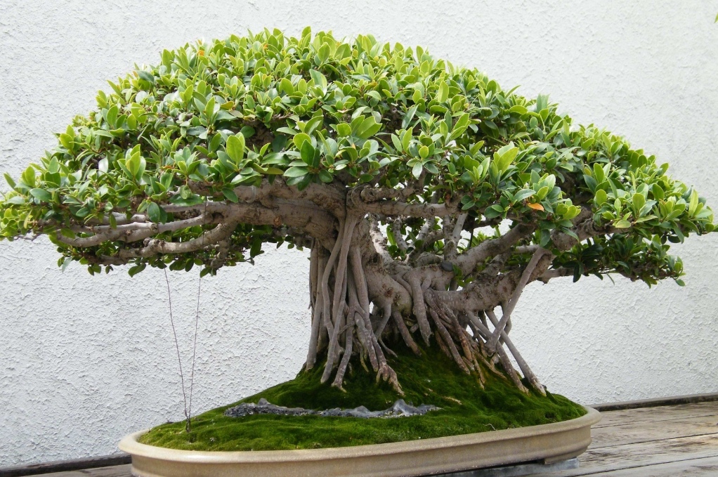 榕树盆景怎么养才能长得茂盛,榕树盆景的养护技巧