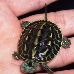 懒人适合养的宠物,十大最适合懒人养的宠物排名