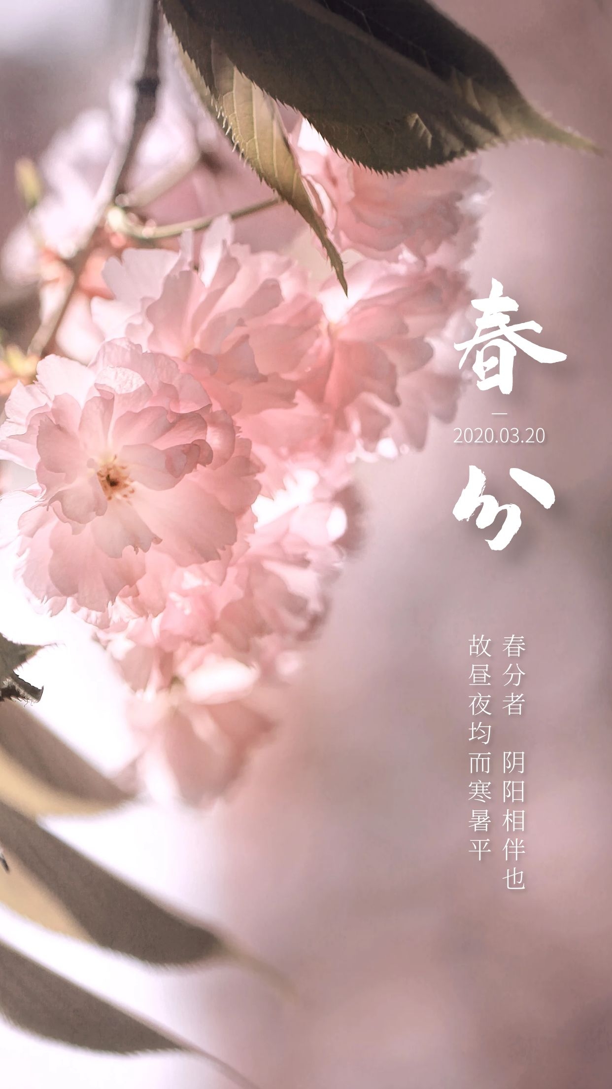 今日春分愿你不负春光不负己,今日春分莫负好春光